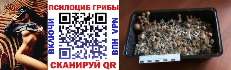 Псилоцибиновые грибы прущие грибы  KRAKEN tor  Губаха 